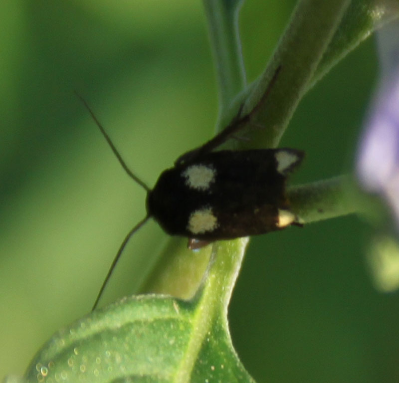 Scythris sinensis